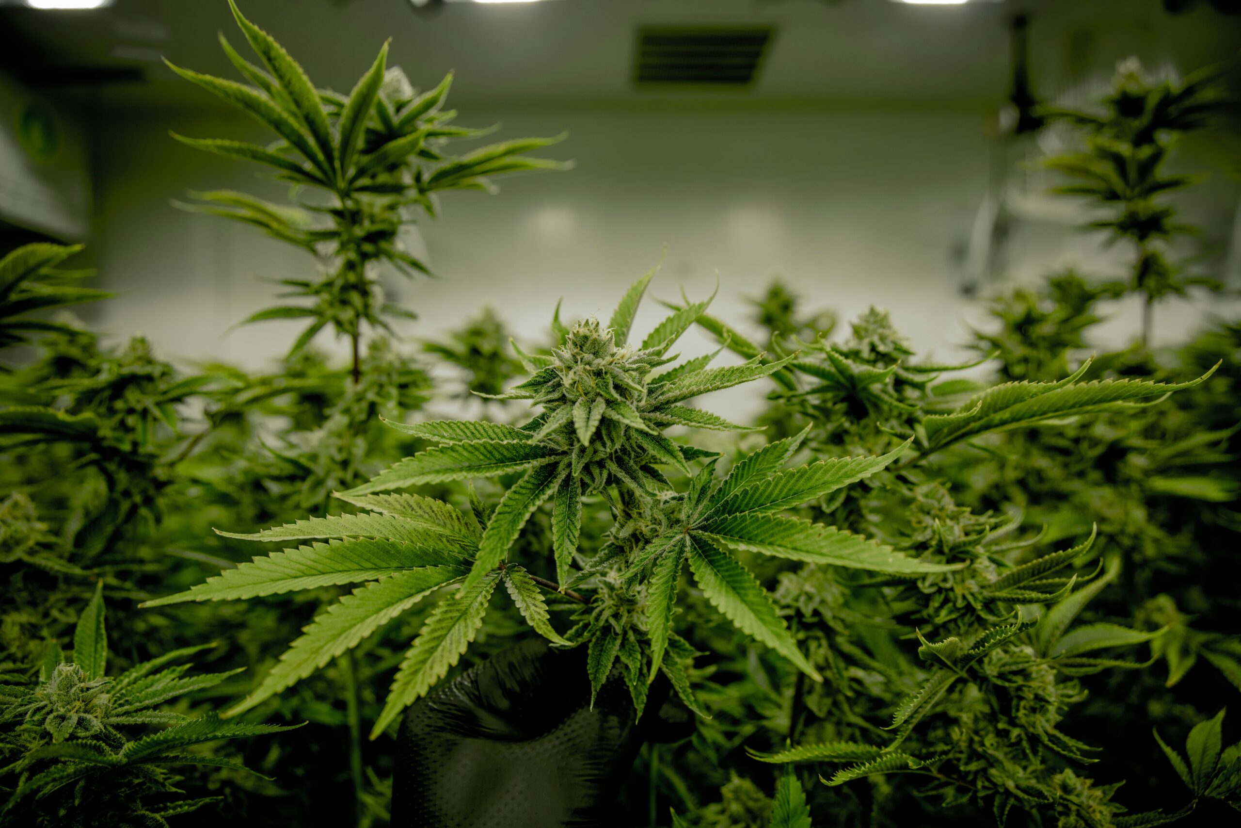 Como conseguir autorização judicial para cultivar cannabis medicinal