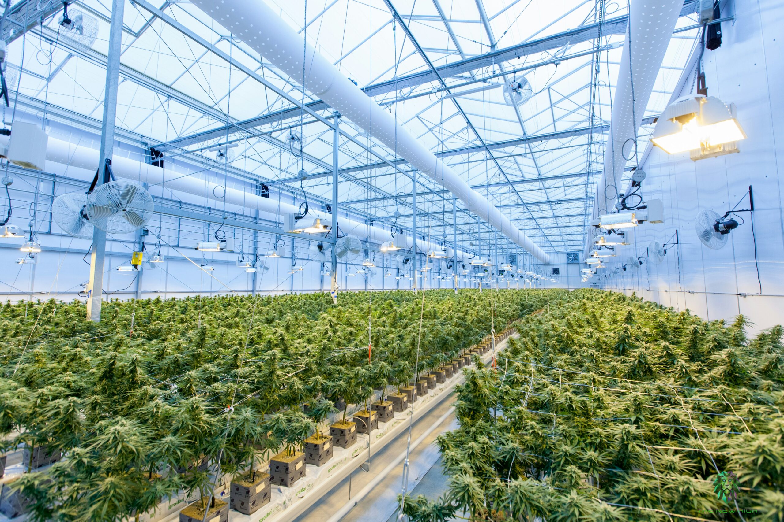 A Anvisa Liberou o Cultivo de Cannabis Medicinal?