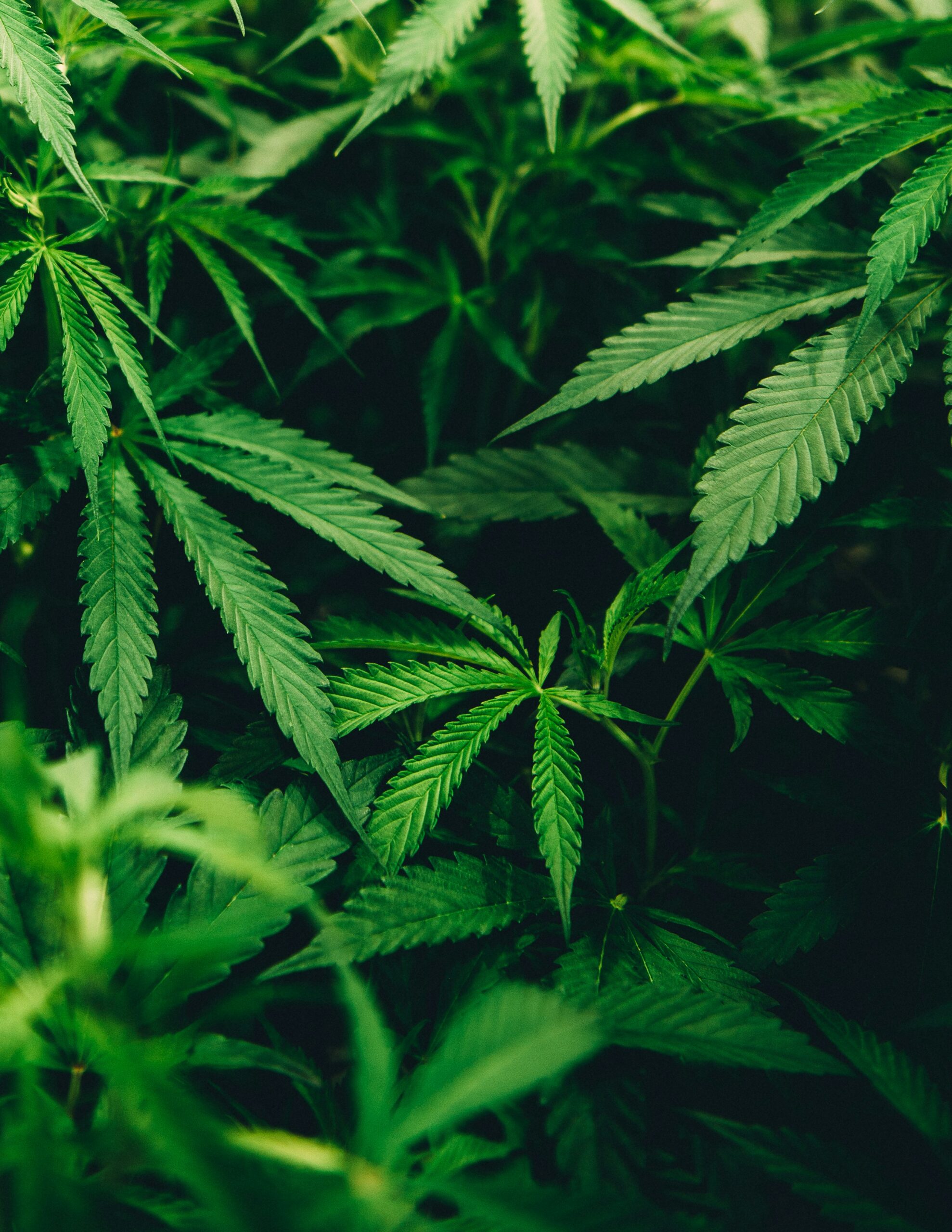 Como Funciona a Lei da Cannabis Medicinal no Brasil?