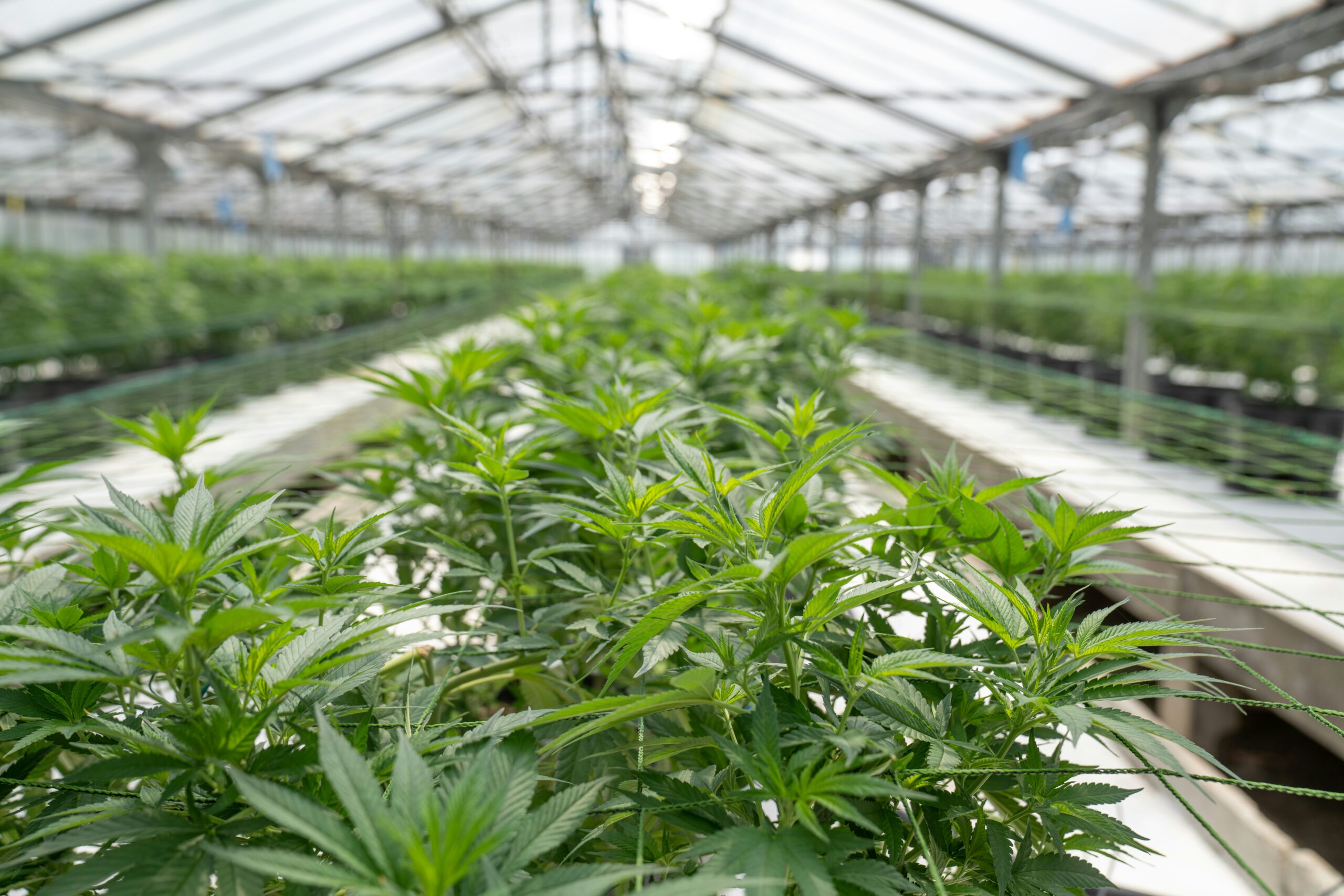 Qual o Limite de THC Permitido em Produtos de Cannabis no Brasil?